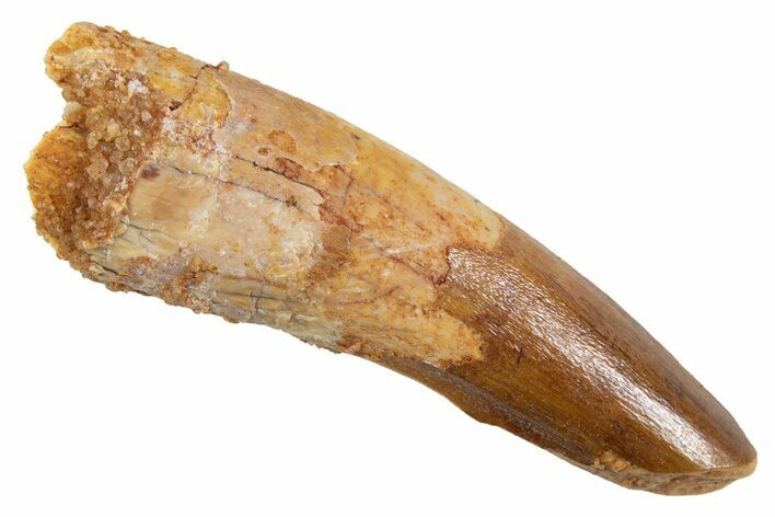 Juvenile Fossil Spinosaurus Tooth - Real Dinosaur Tooth #345868